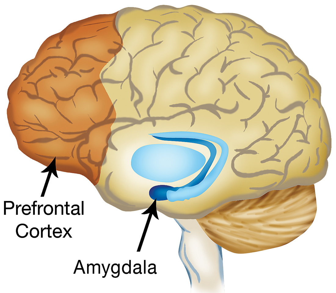 Миндалевидное тело. Prefrontal Cortex Brain. Кортекс Амигдала это. Кортекс мозг кора. Кортекс мозг Амигдала.